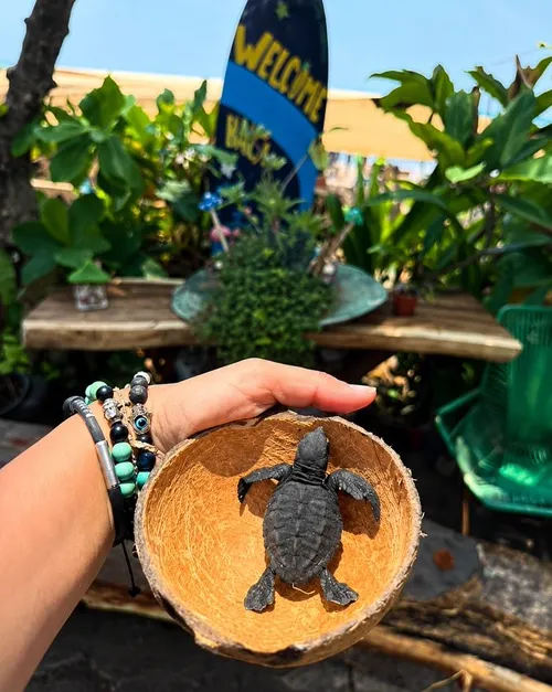 Tortugario, Cocodrilario y Mariposario